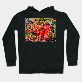 Red Berries in Fall Hoodie